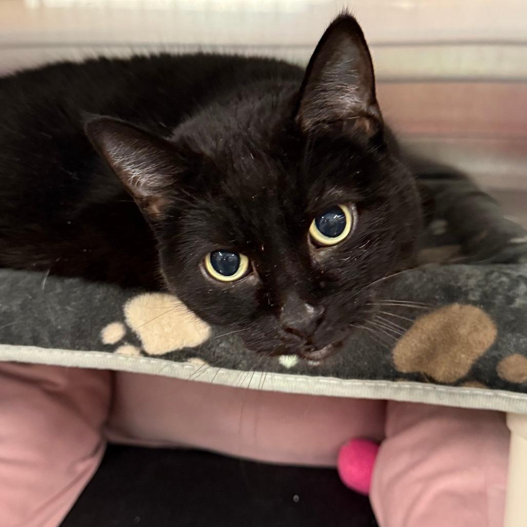 Enlarge Beauty, a Adoptable Domestic Short Hair in Saint Cloud, MN image 3/6