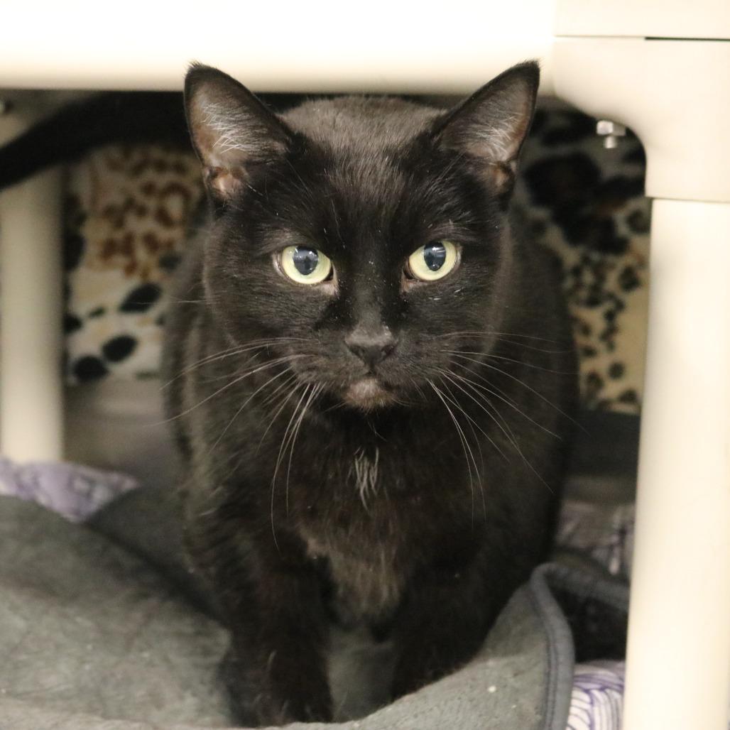 Enlarge Beauty, a Adoptable Domestic Short Hair in Saint Cloud, MN image 4/6