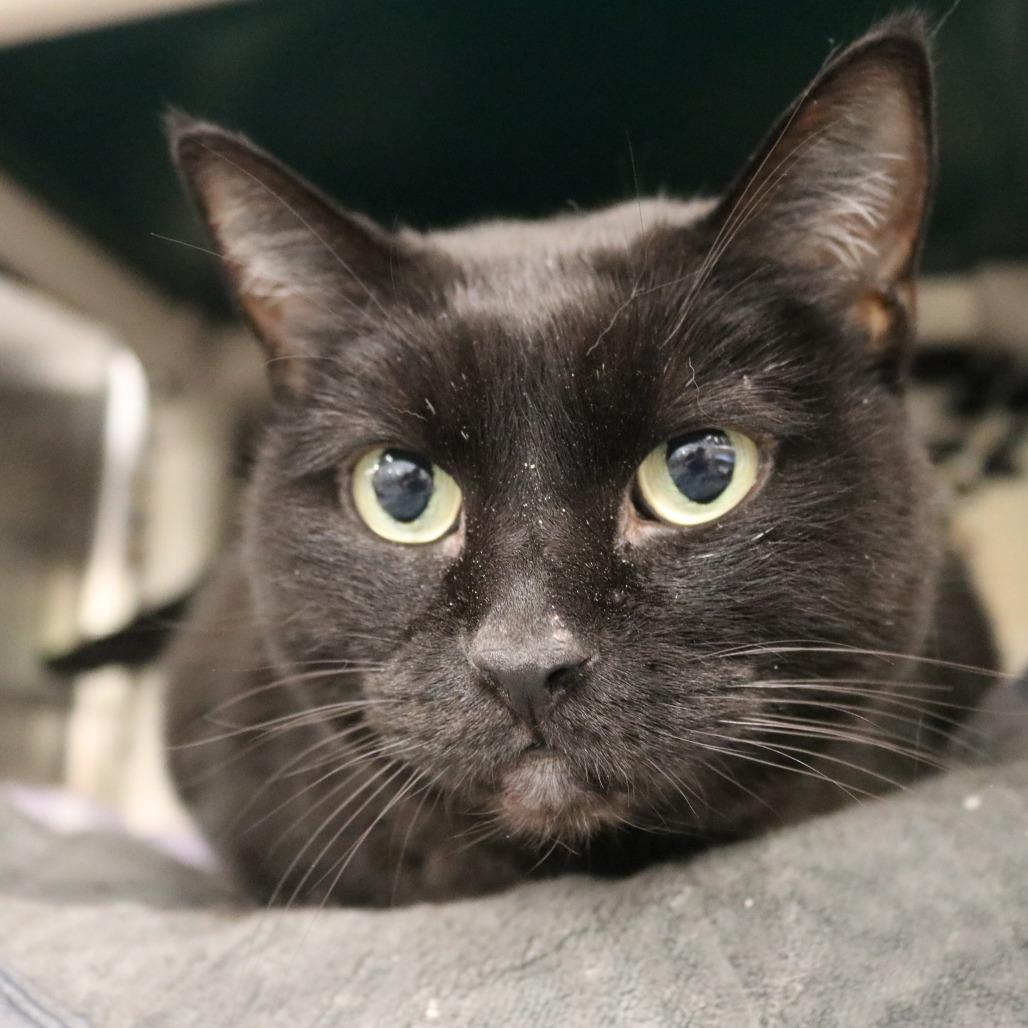 Enlarge Beauty, a Adoptable Domestic Short Hair in Saint Cloud, MN image 5/6