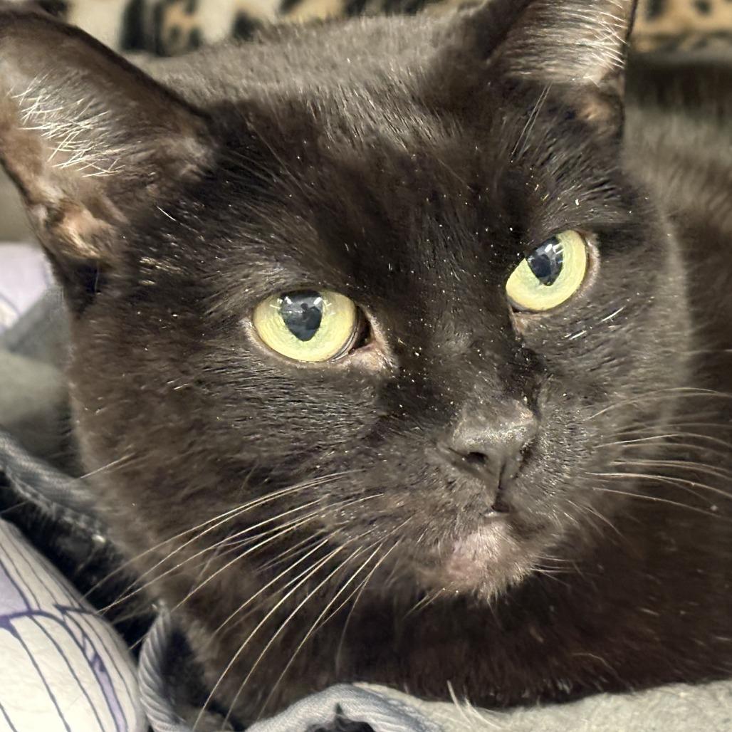 Enlarge Beauty, a Adoptable Domestic Short Hair in Saint Cloud, MN image 6/6