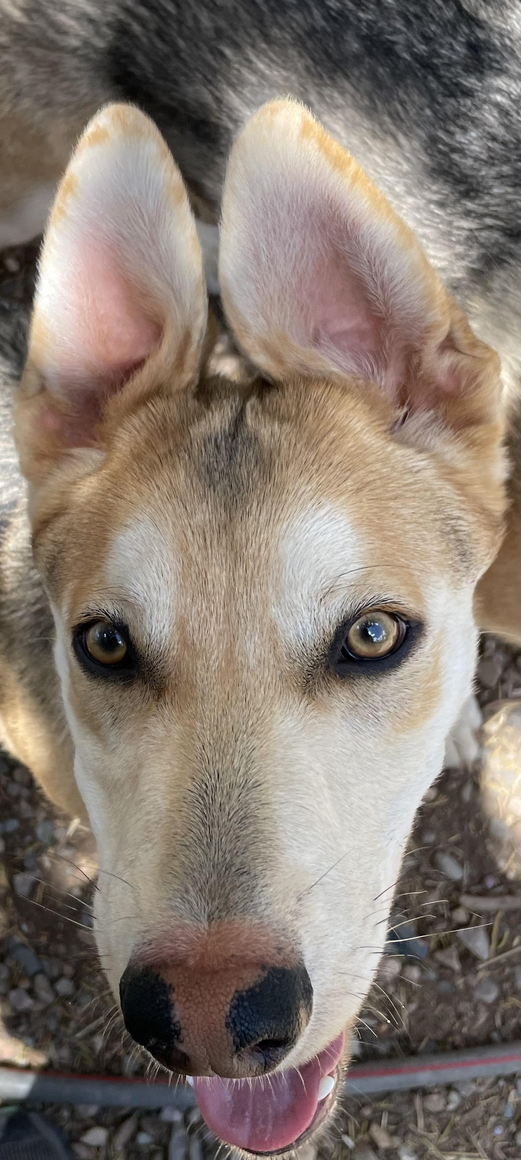 Donatello, a Adoptable mixed breed in Durango, CO image 1/3