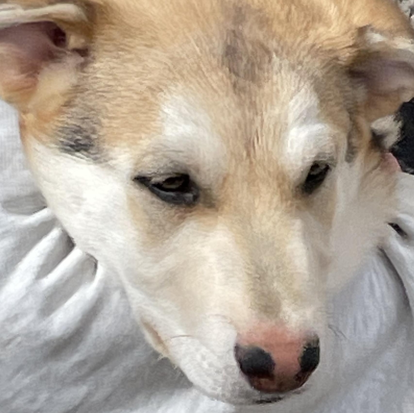 Donatello, a Adoptable mixed breed in Durango, CO image 3/3