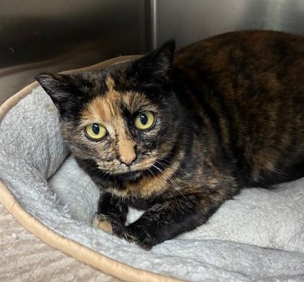 Enlarge Mikusa, an adopted Tortoiseshell in Canoga Park, CA image 1/2