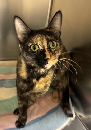 Enlarge Mikusa, an adopted Tortoiseshell in Canoga Park, CA image 2/2