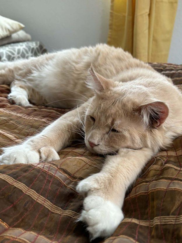 Enlarge Butters, a ADOPTABLE Domestic Short Hair in Anchorage, AK image 1/1