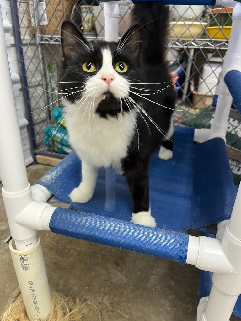 Latte, Adoptable, Young Female Domestic Long Hair.