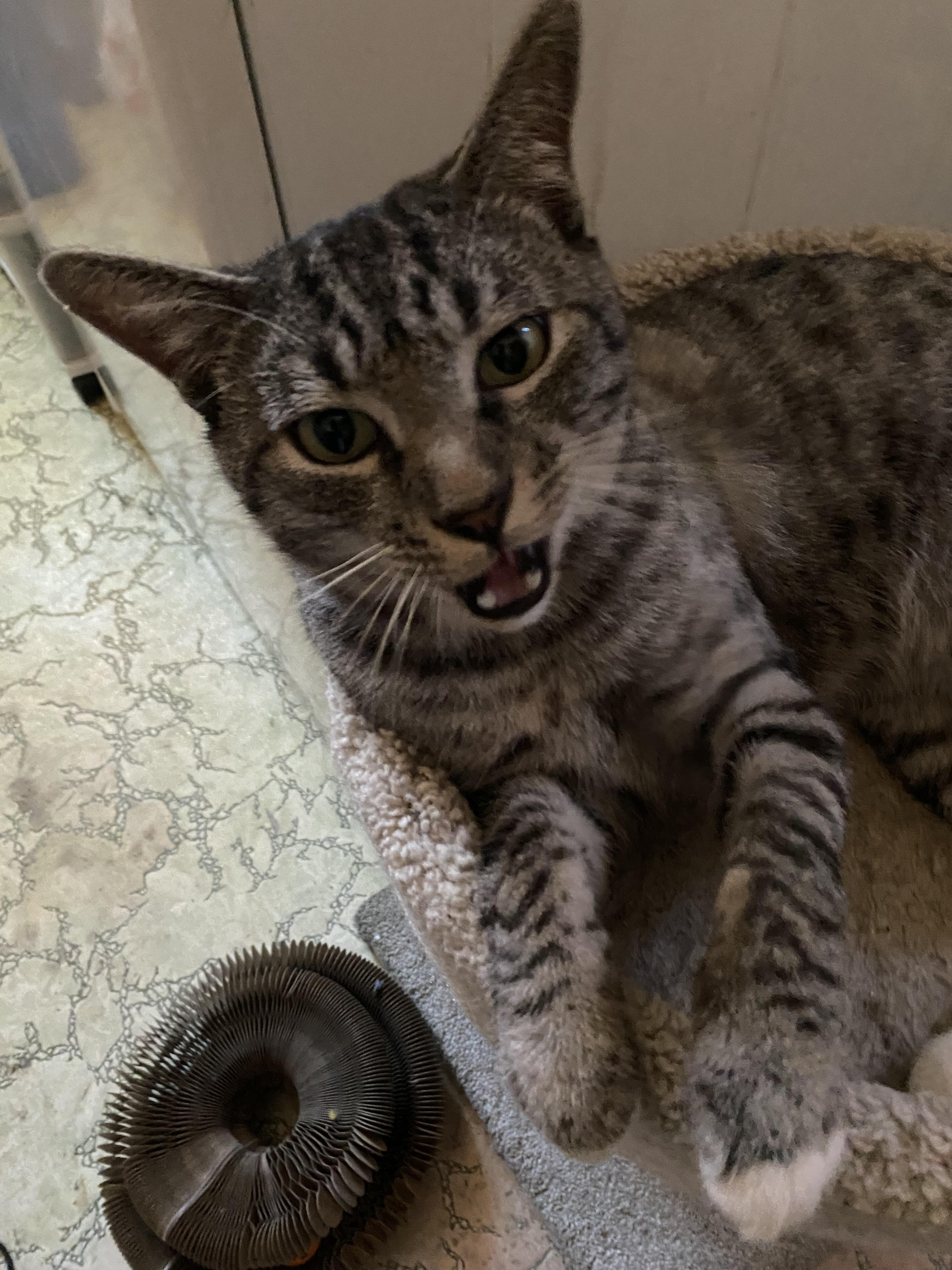 A White Tiger, a Adoptable Domestic Short Hair in Sherman Oaks, CA image 2/6