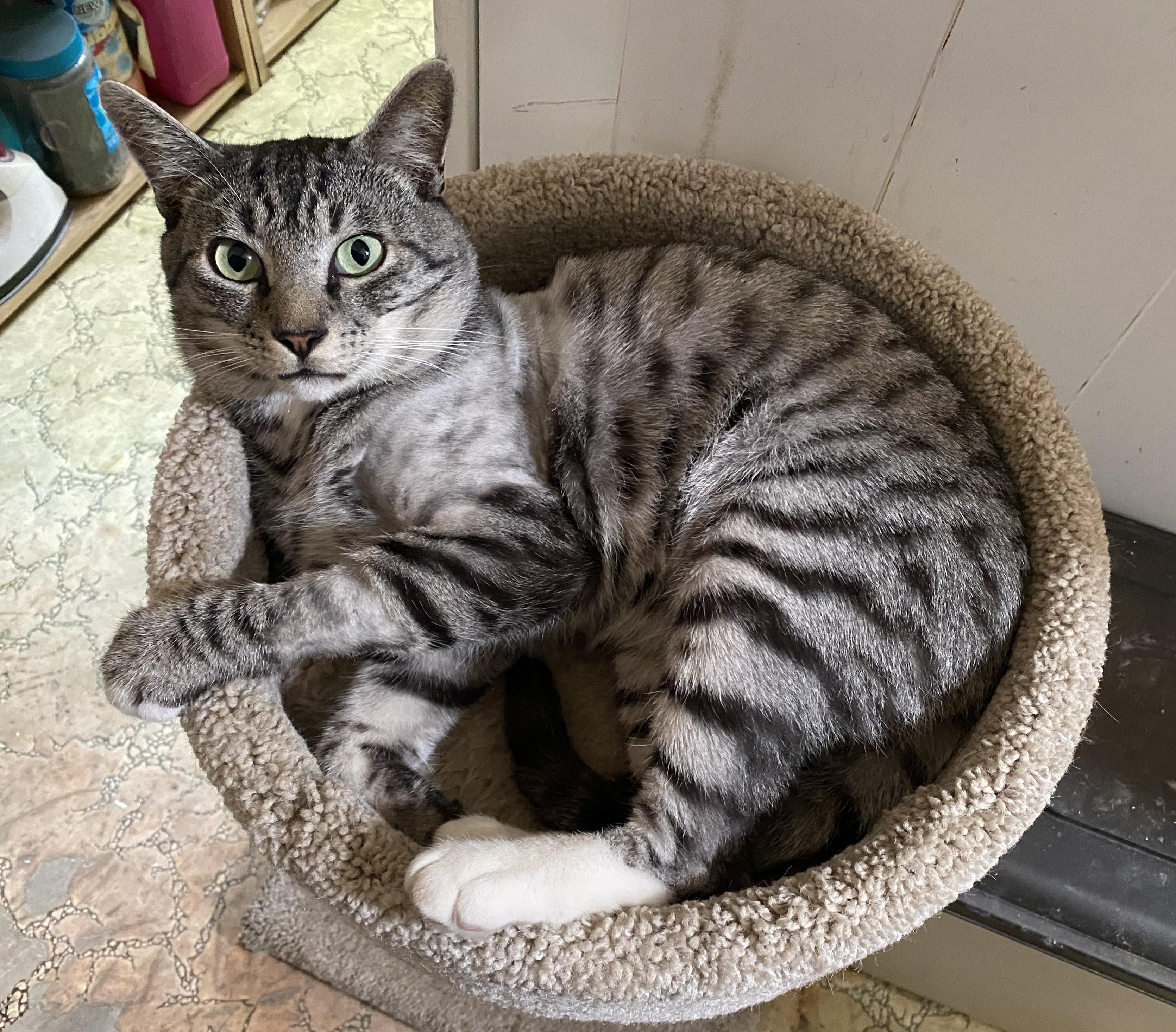 A White Tiger, Adoptable, Adult Male Domestic Short Hair.