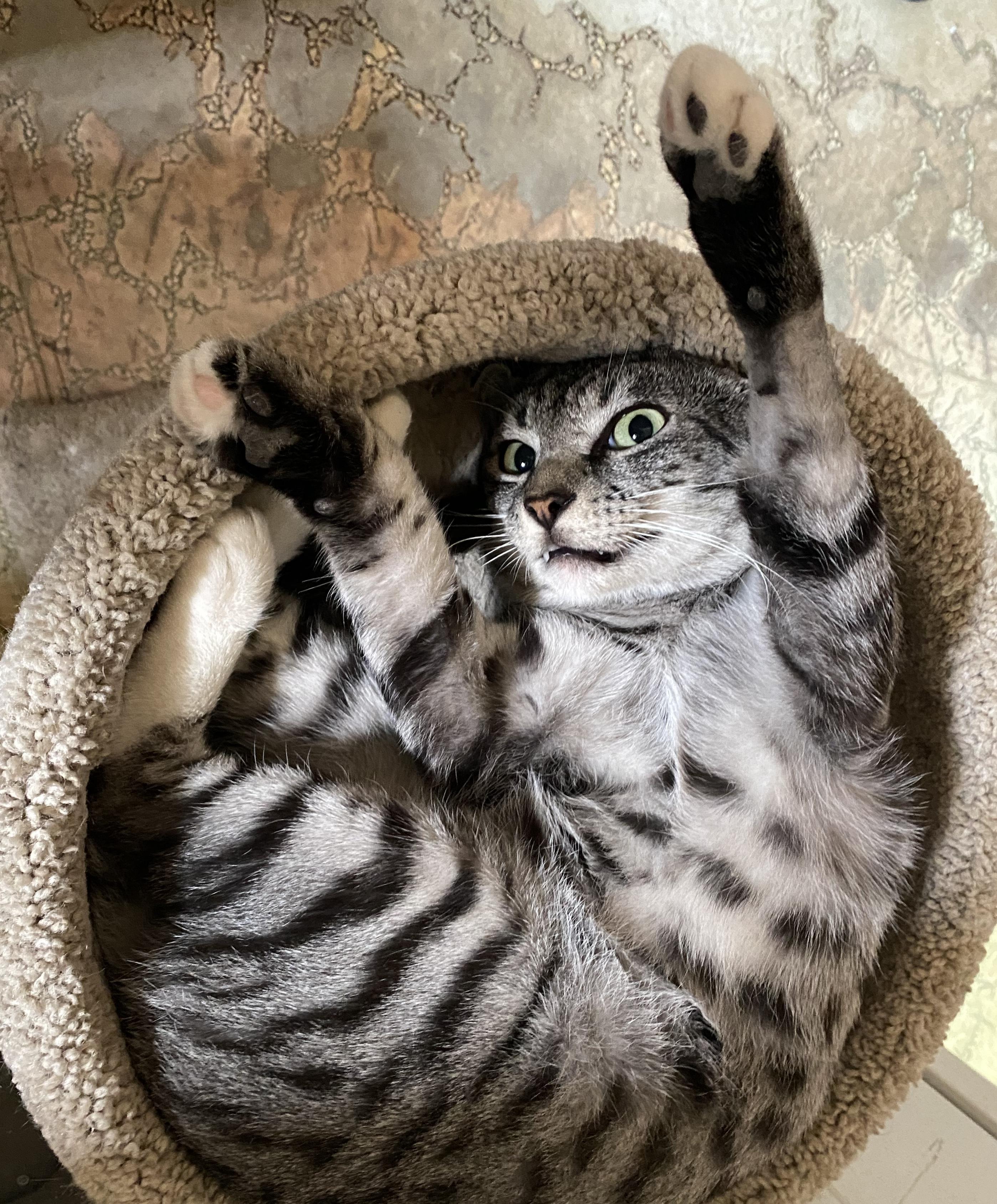 A White Tiger, a Adoptable Domestic Short Hair in Sherman Oaks, CA image 3/6