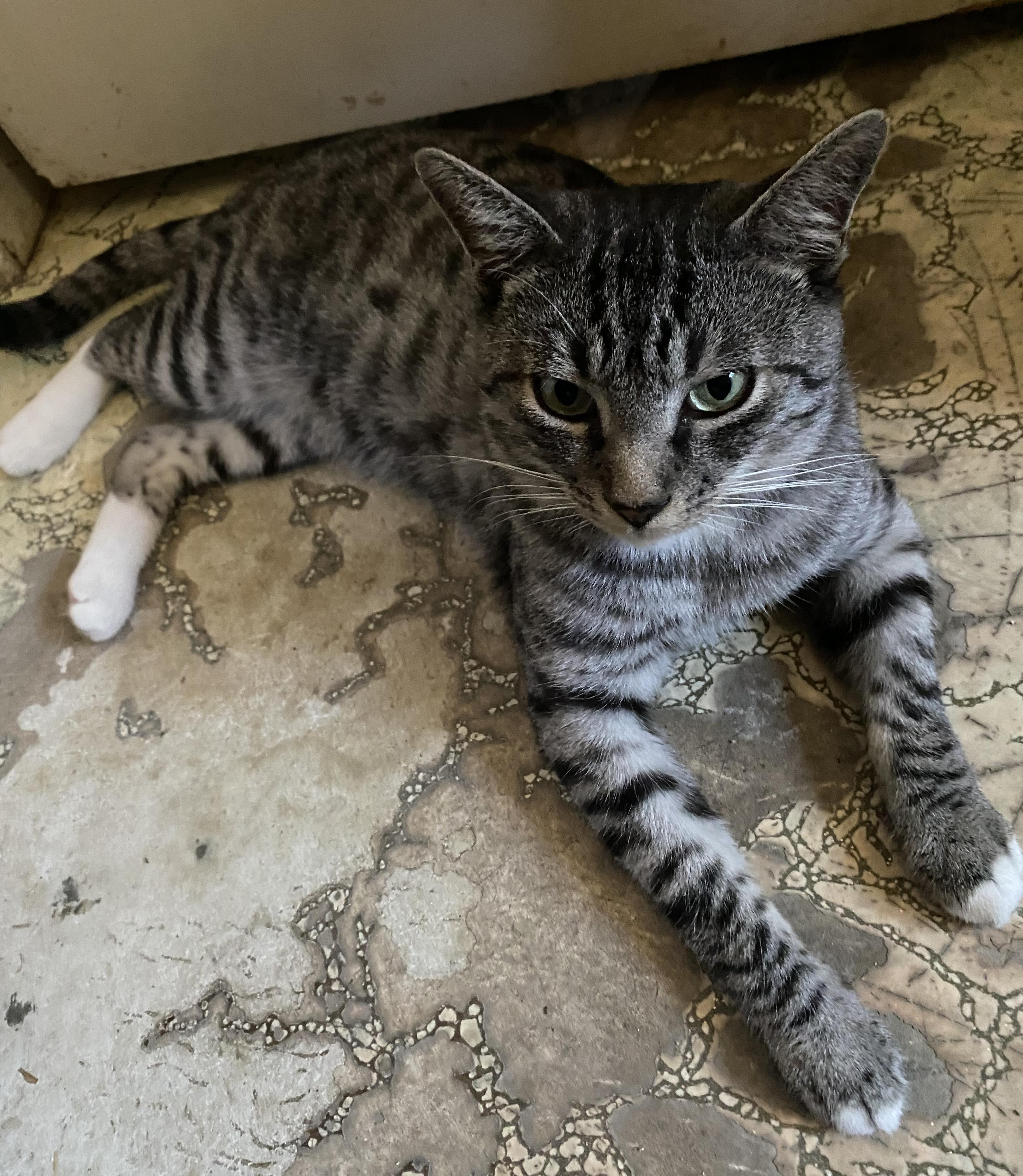 A White Tiger, a Adoptable Domestic Short Hair in Sherman Oaks, CA image 4/6