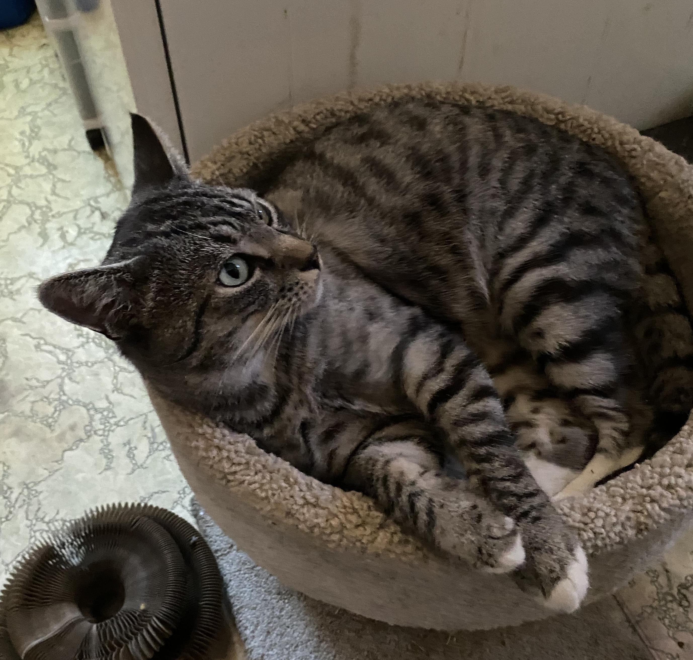 A White Tiger, a Adoptable Domestic Short Hair in Sherman Oaks, CA image 5/6