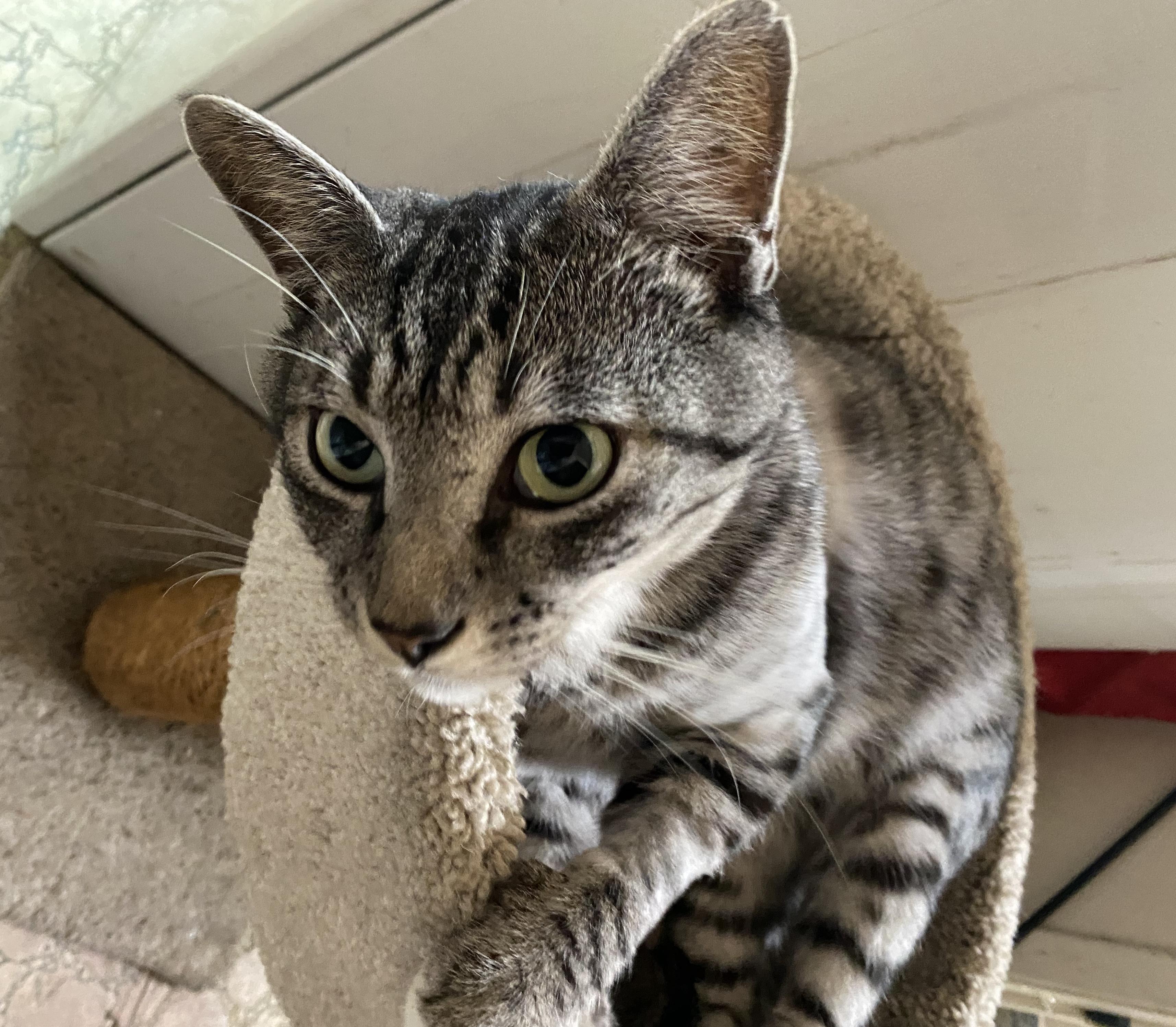 A White Tiger, a Adoptable Domestic Short Hair in Sherman Oaks, CA image 6/6
