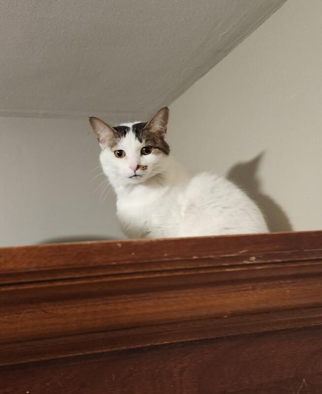 Enlarge Chloe, a Adoptable Domestic Short Hair in Grand Rapids, MI image 1/6