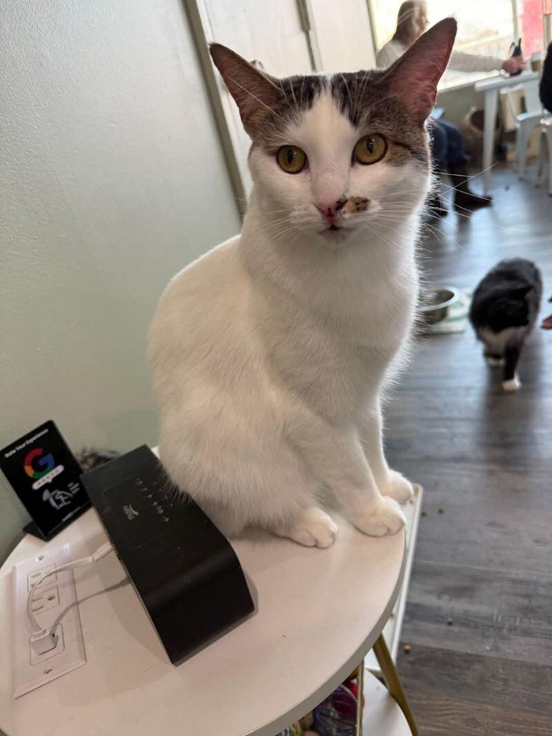 Enlarge Chloe, a Adoptable Domestic Short Hair in Grand Rapids, MI image 2/6