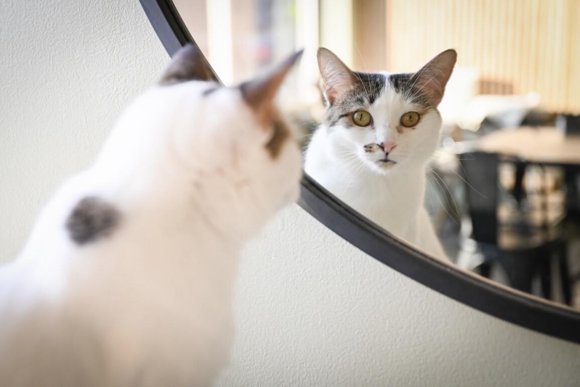 Chloe, Adoptable, Adult Female Domestic Short Hair.