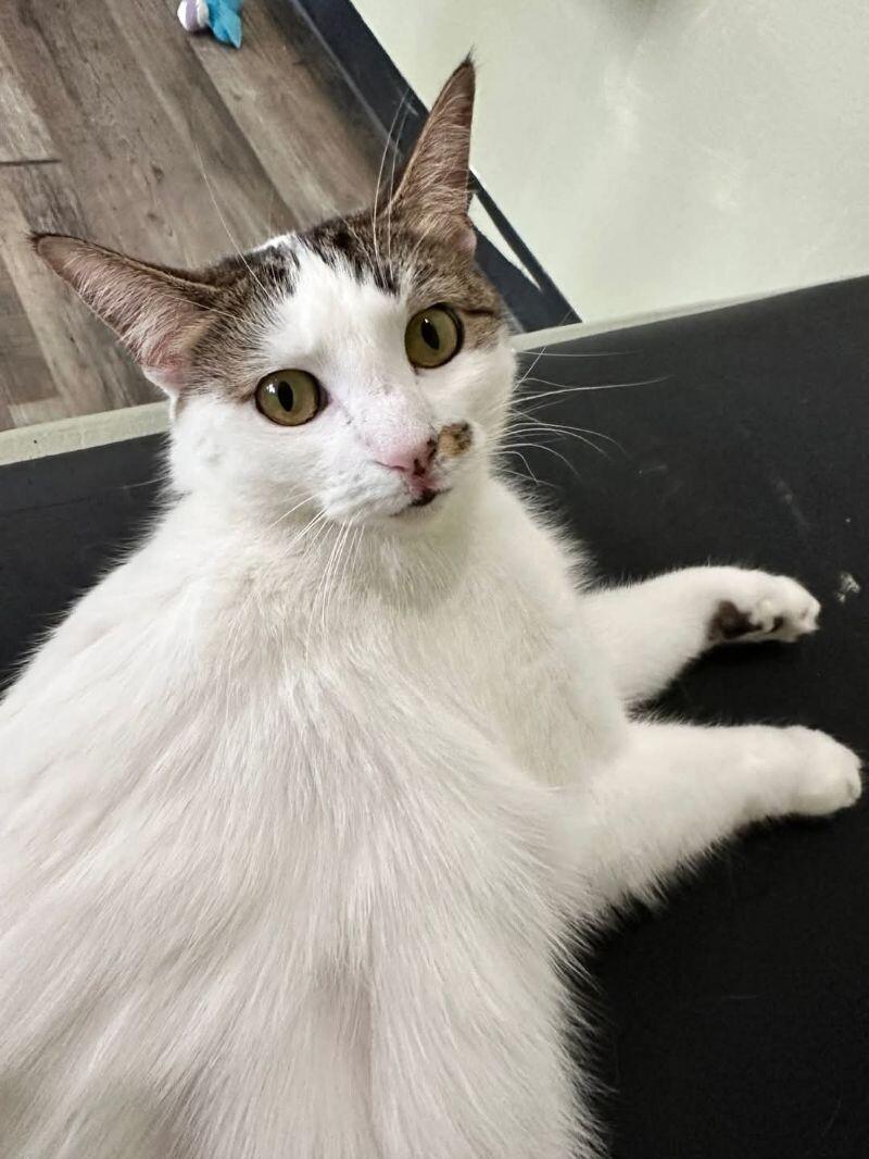 Enlarge Chloe, a Adoptable Domestic Short Hair in Grand Rapids, MI image 3/6