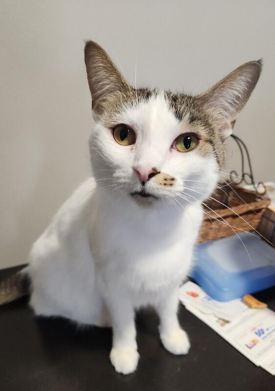 Enlarge Chloe, a Adoptable Domestic Short Hair in Grand Rapids, MI image 4/6