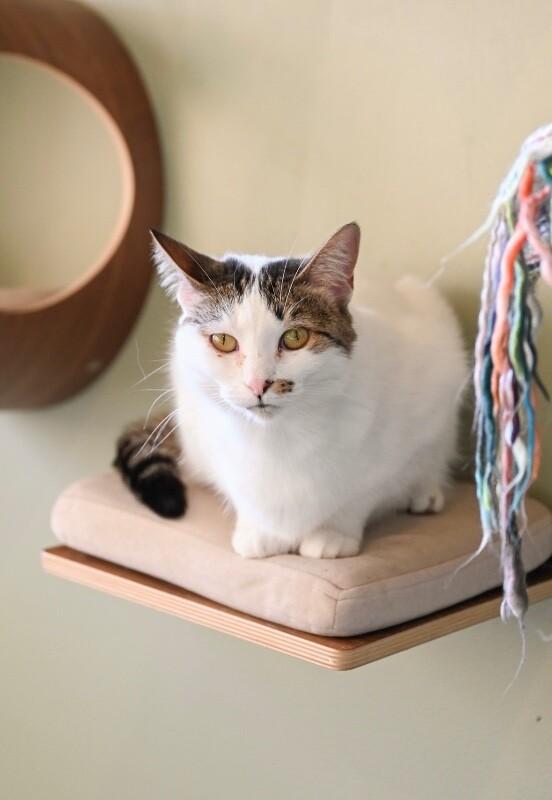 Enlarge Chloe, a Adoptable Domestic Short Hair in Grand Rapids, MI image 4/6