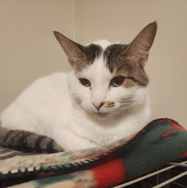 Enlarge Chloe, a Adoptable Domestic Short Hair in Grand Rapids, MI image 5/6