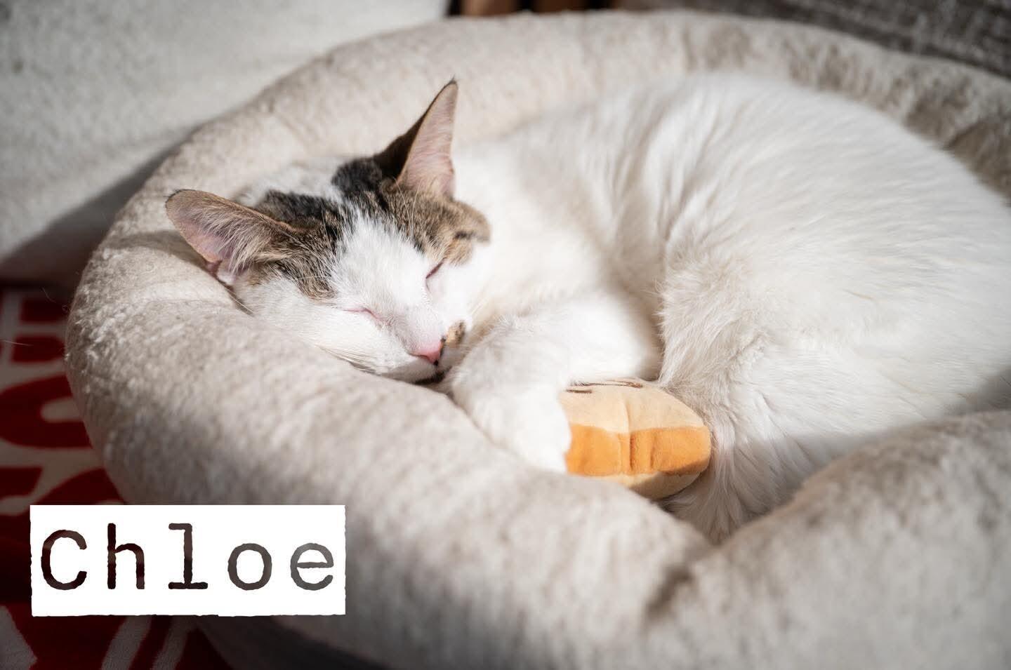 Enlarge Chloe, a Adoptable Domestic Short Hair in Grand Rapids, MI image 5/6