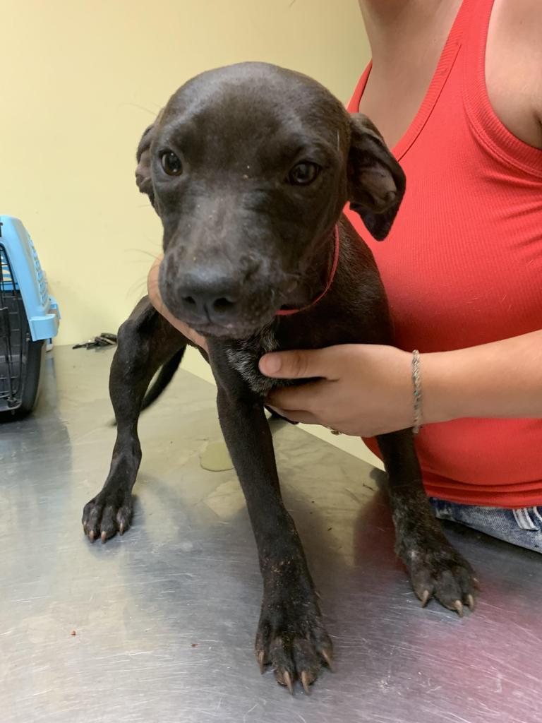 Coffee, Adoptable, Puppy Female Mixed Breed.