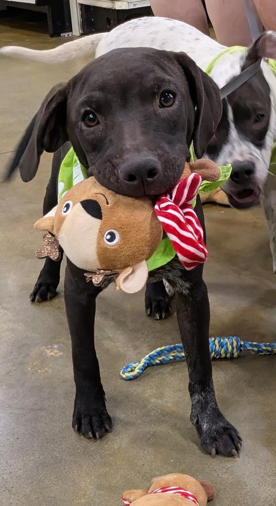 Enlarge Coffee, a Adoptable mixed breed in Florence, SC image 2/2