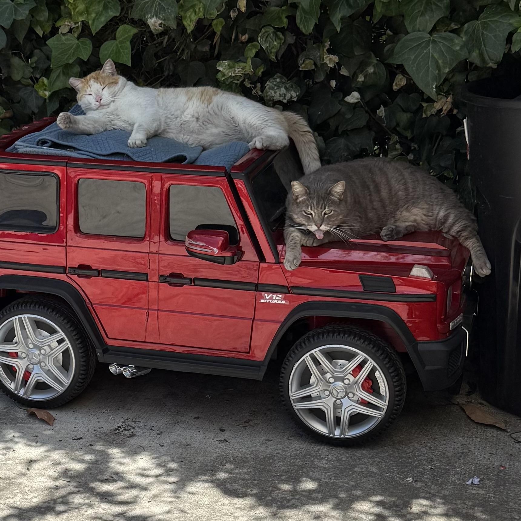 URGENT! Two Kitties Abandoned in Downtown LA Needs Rescue or Foster!, Adult Male unknown