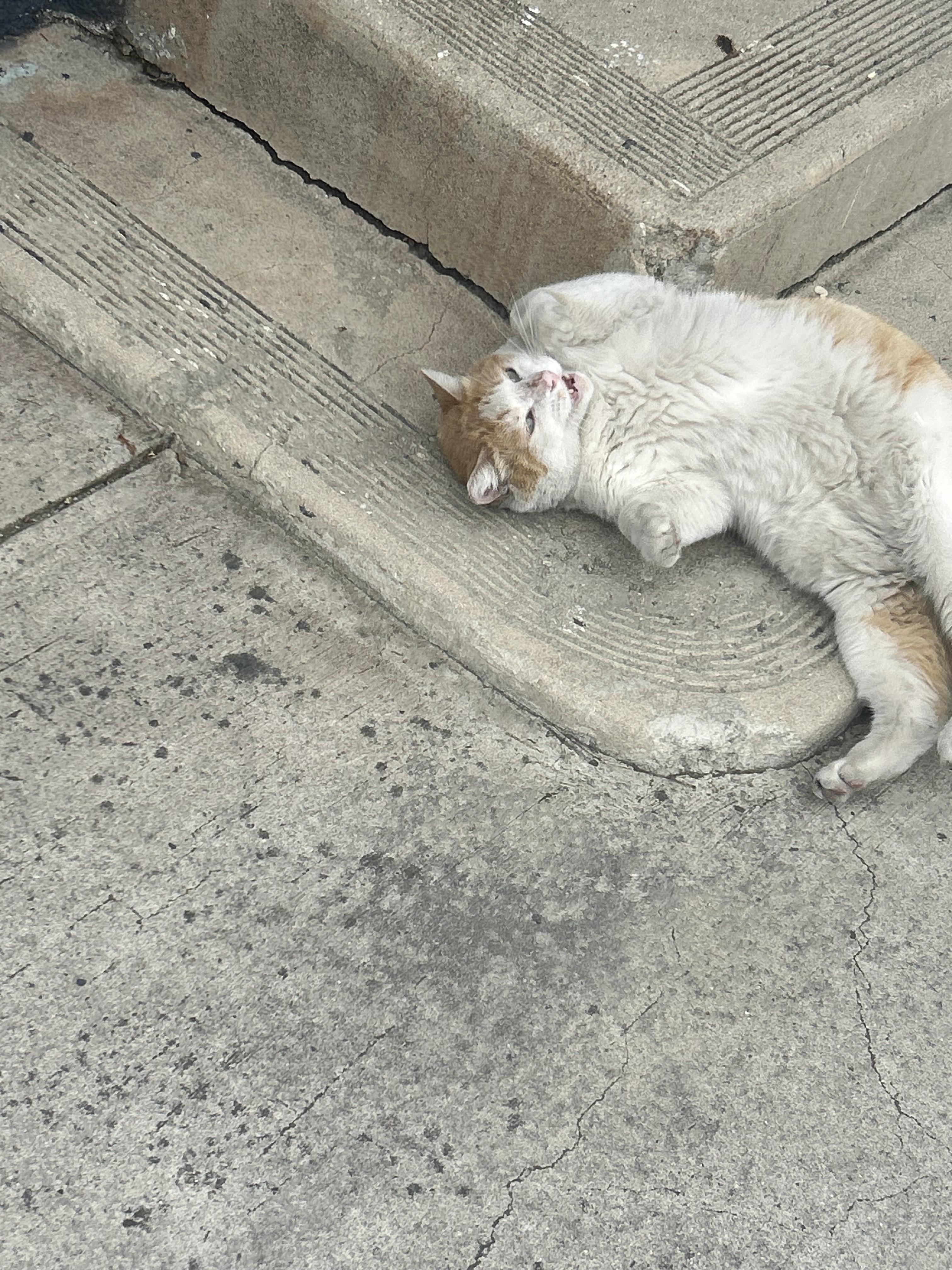 URGENT! Two Kitties Abandoned in Downtown LA Needs Rescue or Foster!