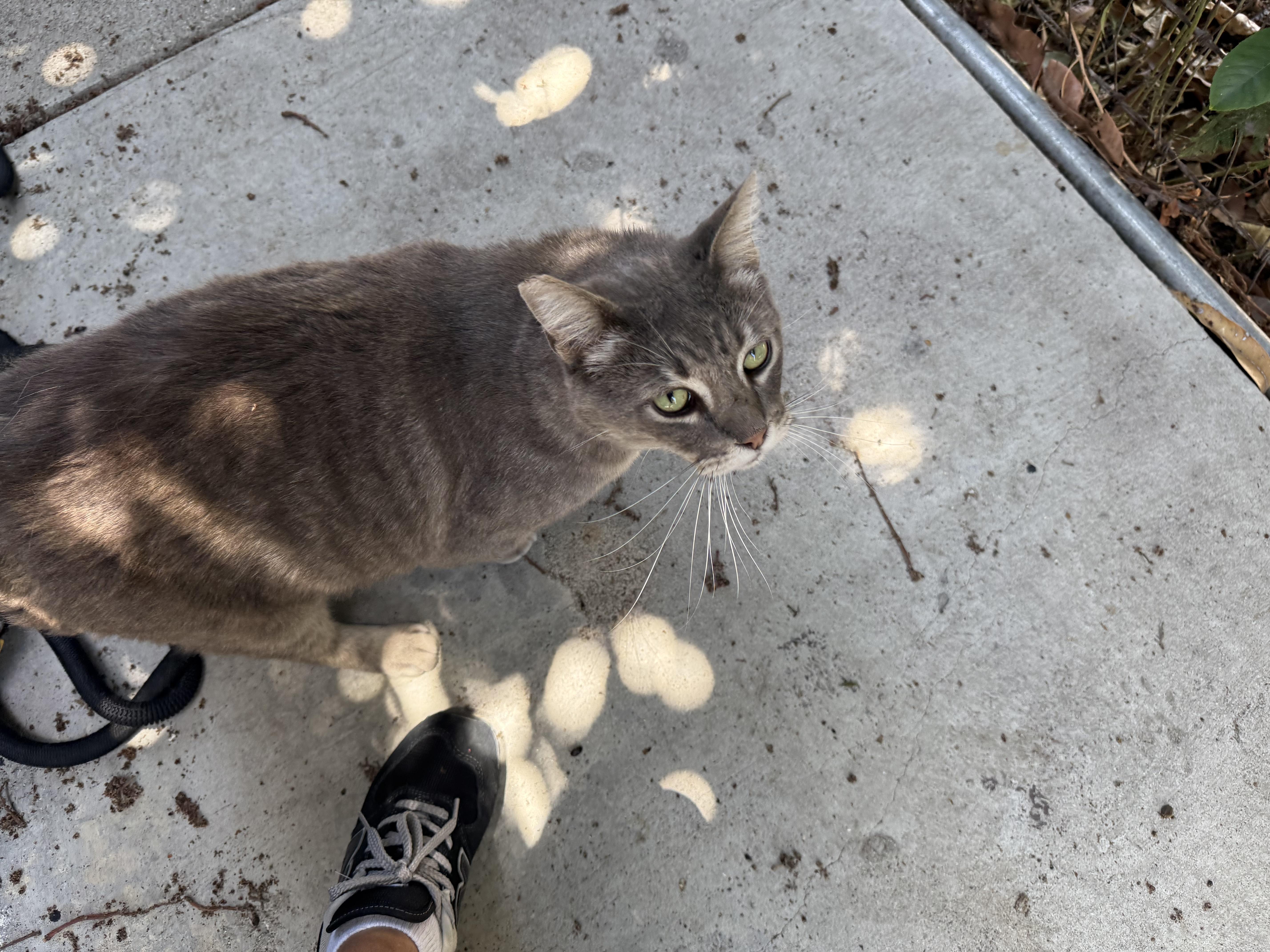 URGENT! Two Kitties Abandoned in Downtown LA Needs Rescue or Foster!