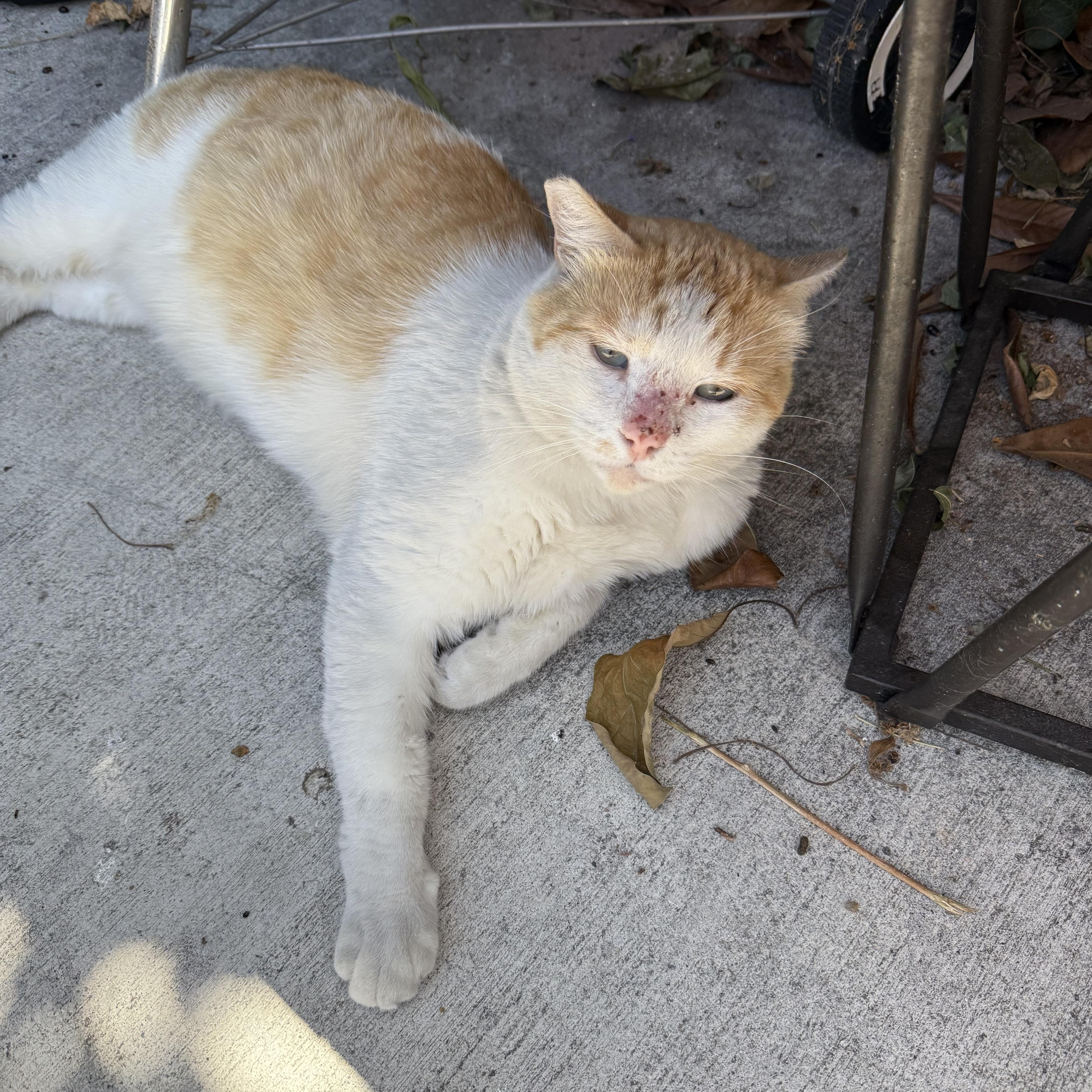 URGENT! Two Kitties Abandoned in Downtown LA Needs Rescue or Foster!