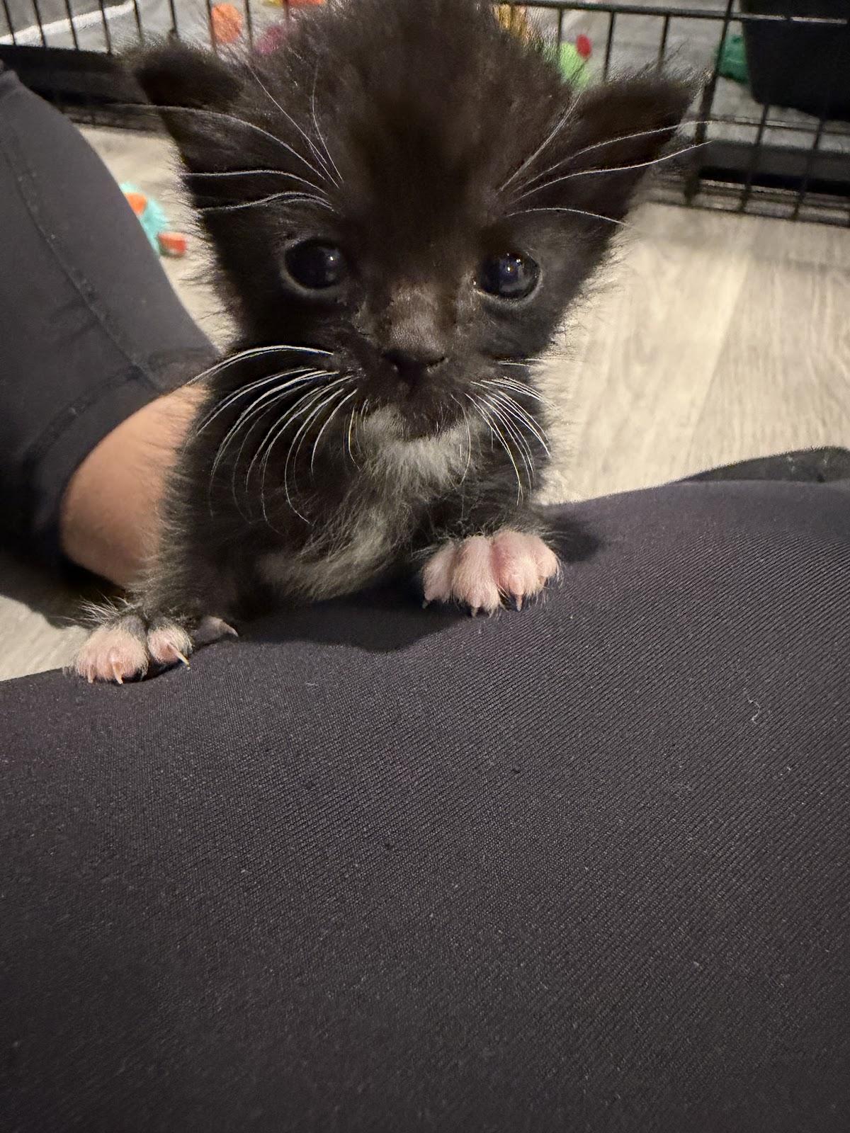 Enlarge Bandit, a Adoptable Domestic Short Hair in Houston, TX image 3/3