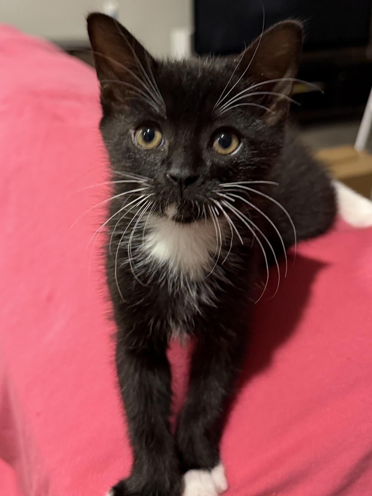 Bandit, Adoptable, Kitten Male Domestic Short Hair.