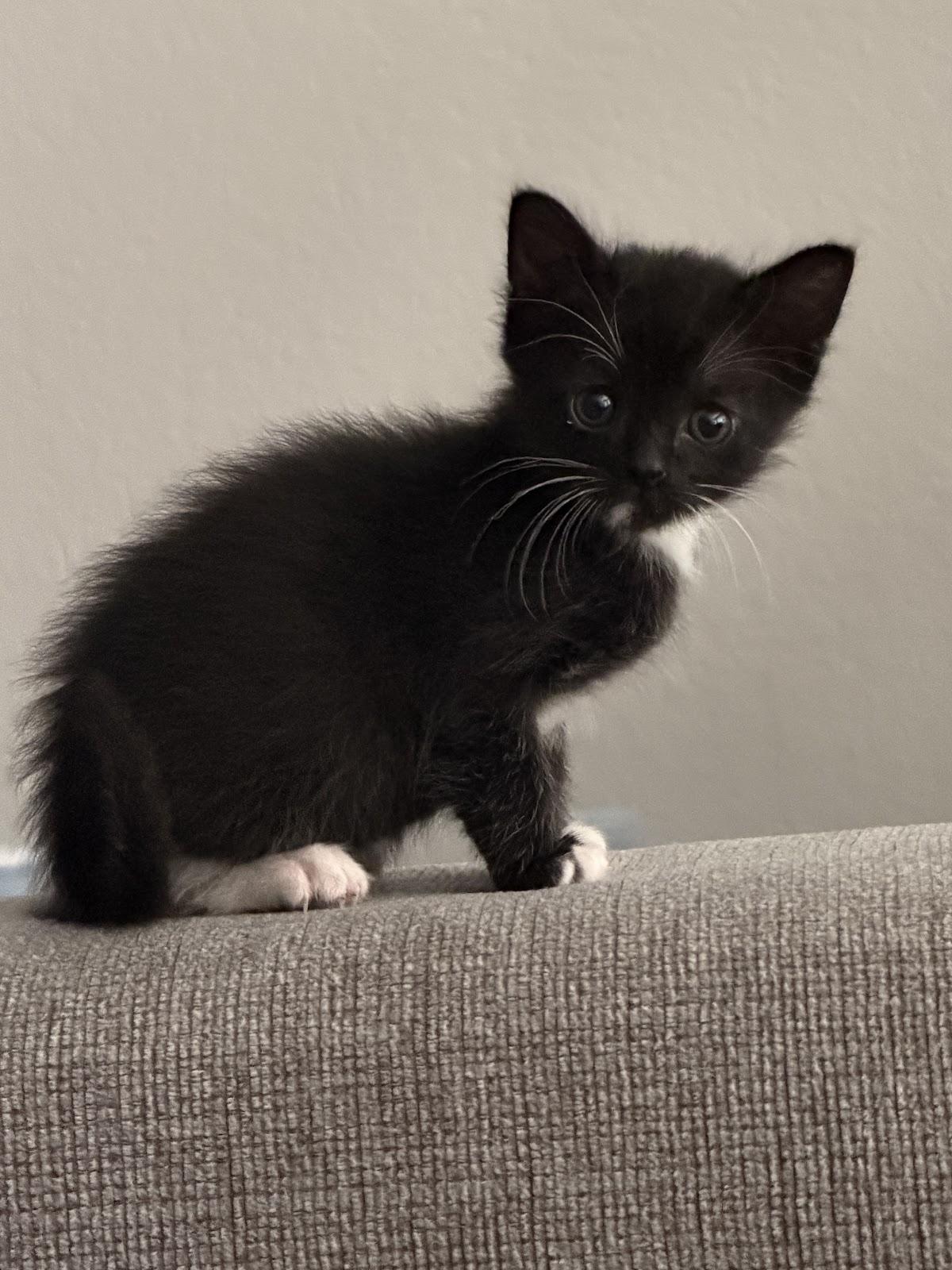 Enlarge Bandit, a Adoptable Domestic Short Hair in Houston, TX image 2/3
