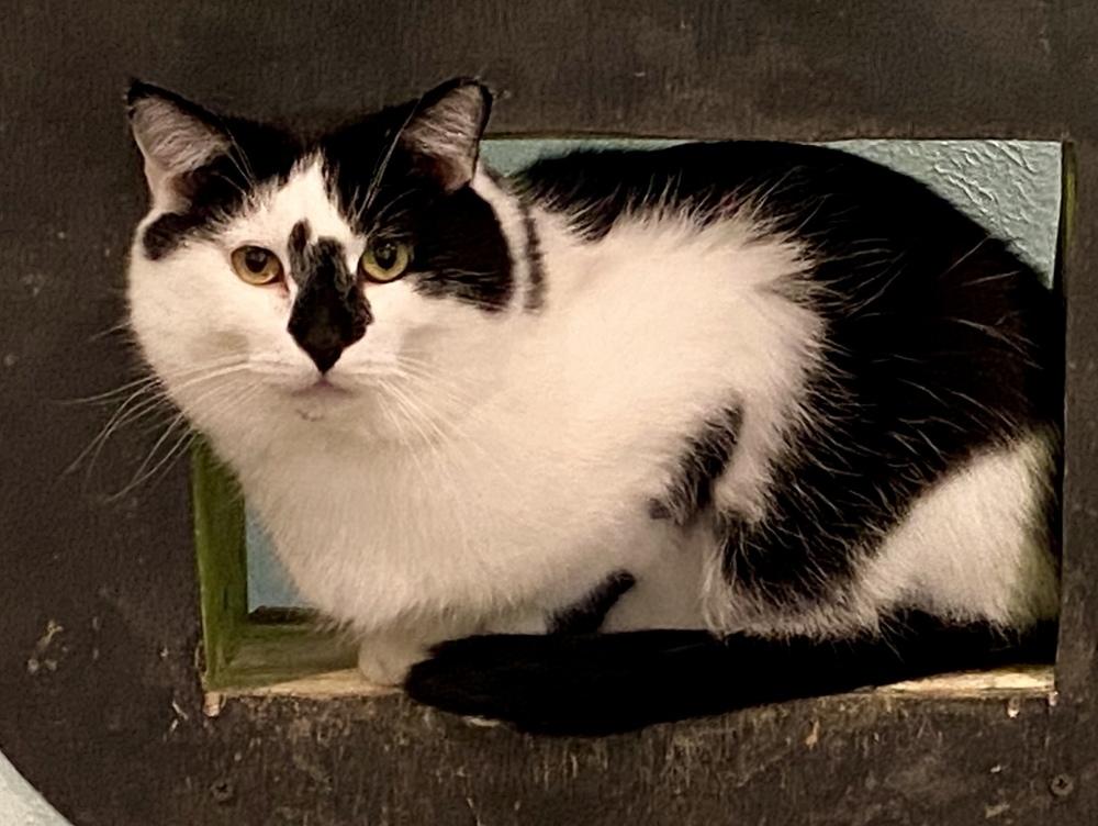 Vaggi, Adoptable, Adult Male Domestic Short Hair.