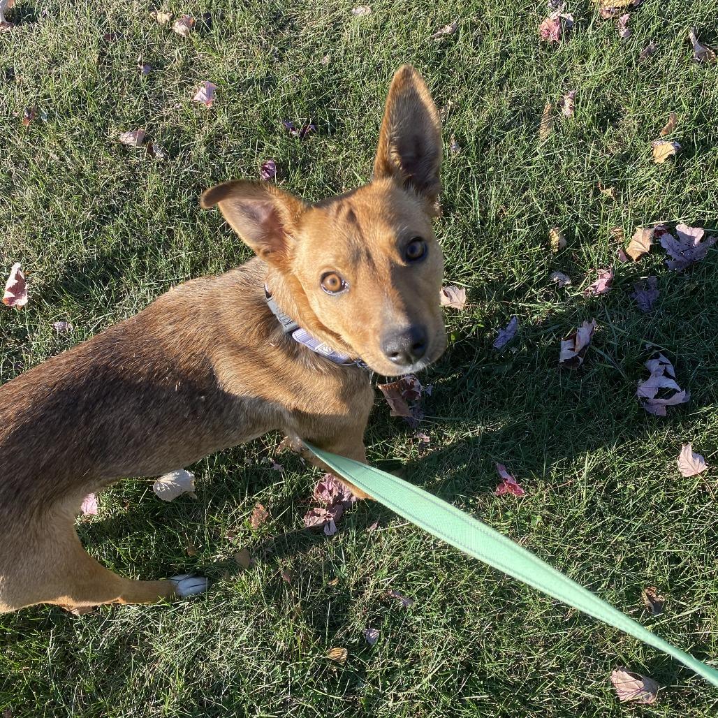 Jewel, Adoptable, Young Female Mixed Breed.