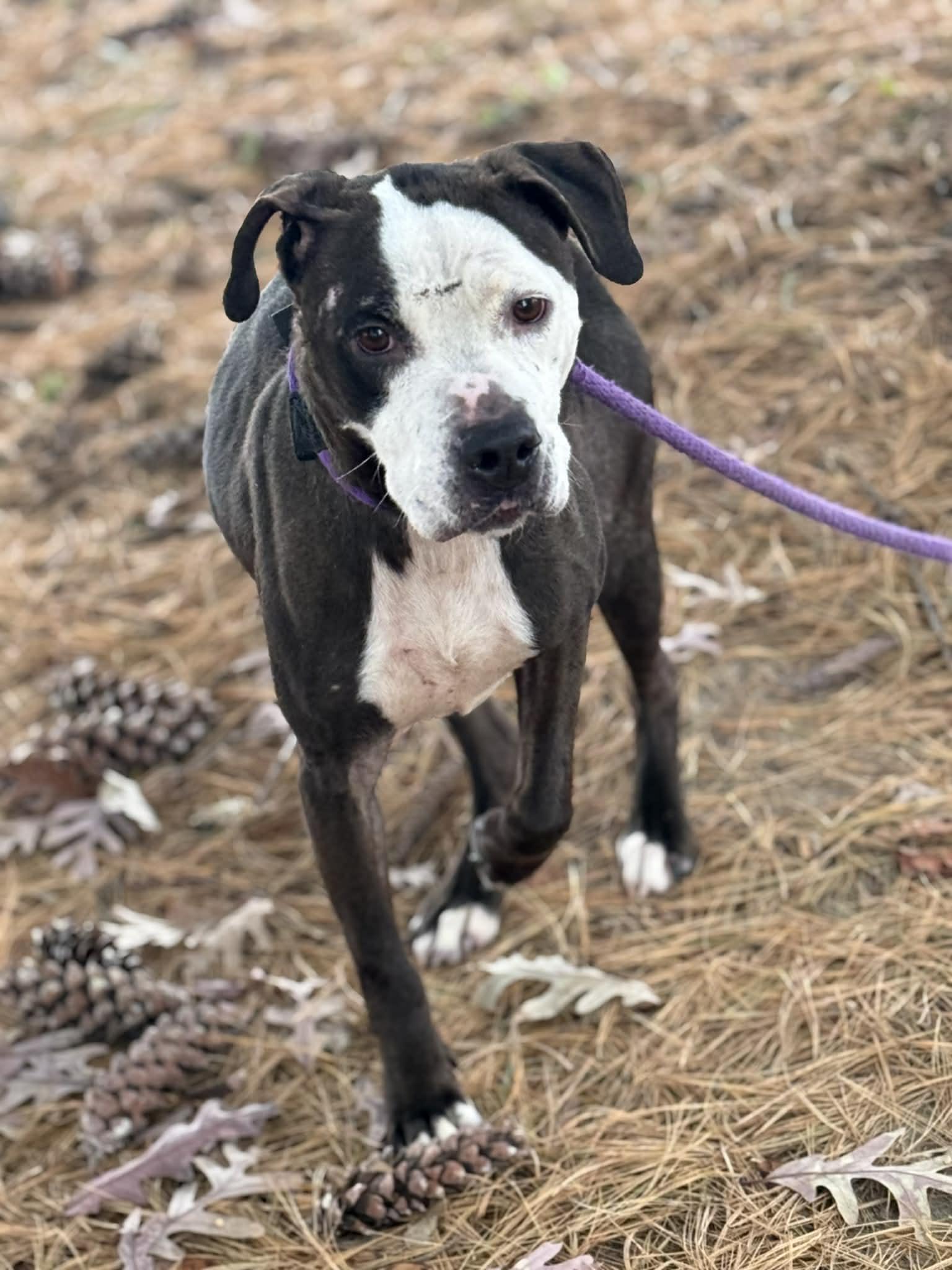 Noelle (in a FOSTER home), ADOPTABLE, Adult Female Pit Bull Terrier.