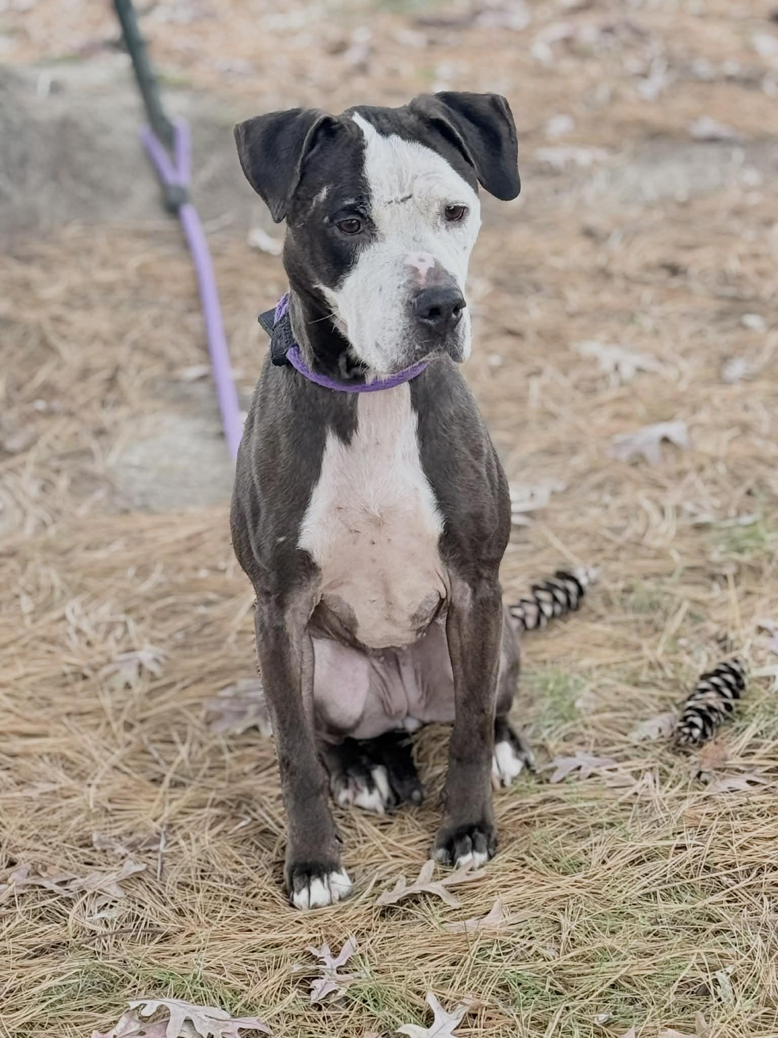 Enlarge Noelle (in a FOSTER home), a ADOPTABLE mixed breed in Springfield, IL image 2/5