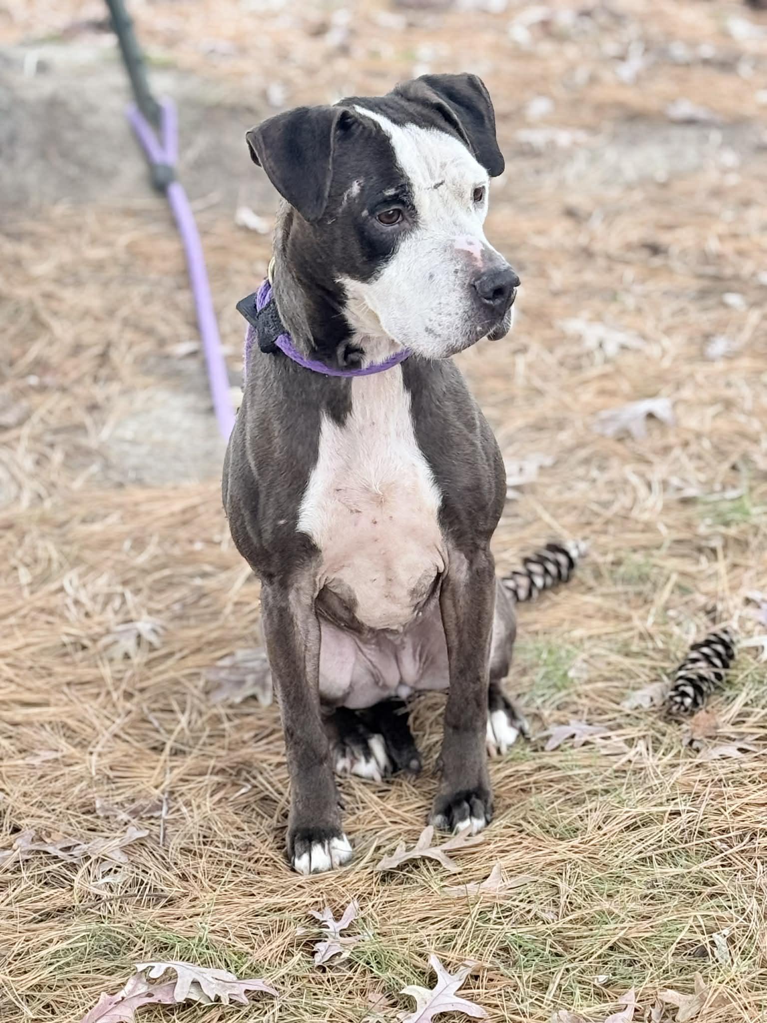 Enlarge Noelle (in a FOSTER home), a ADOPTABLE mixed breed in Springfield, IL image 3/5