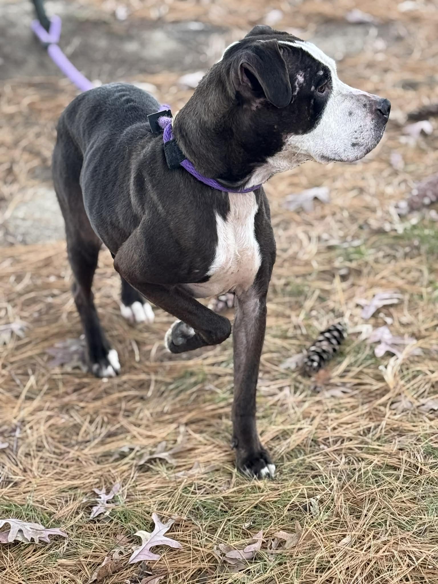 Enlarge Noelle (in a FOSTER home), a ADOPTABLE mixed breed in Springfield, IL image 4/5