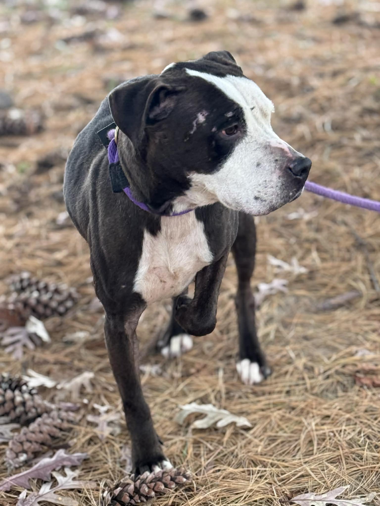 Enlarge Noelle (in a FOSTER home), a ADOPTABLE mixed breed in Springfield, IL image 5/5