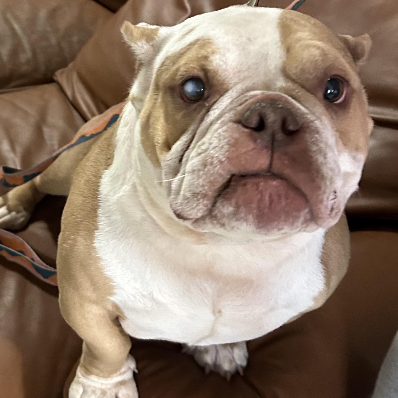 Bridget, ADOPTABLE, Adult Female Bulldog.