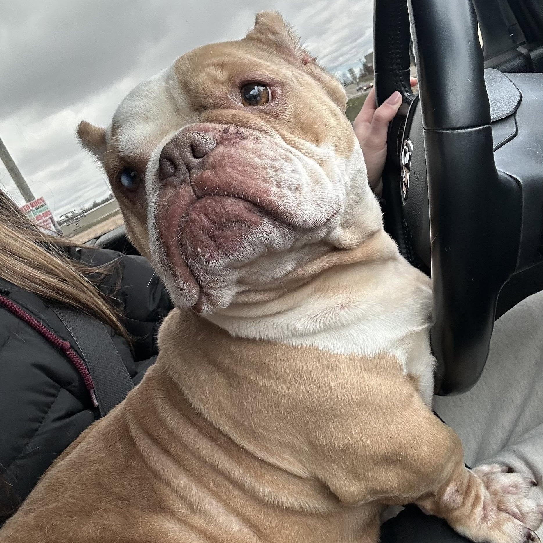Bridget, a ADOPTABLE Bulldog in Traverse City, MI image 2/2
