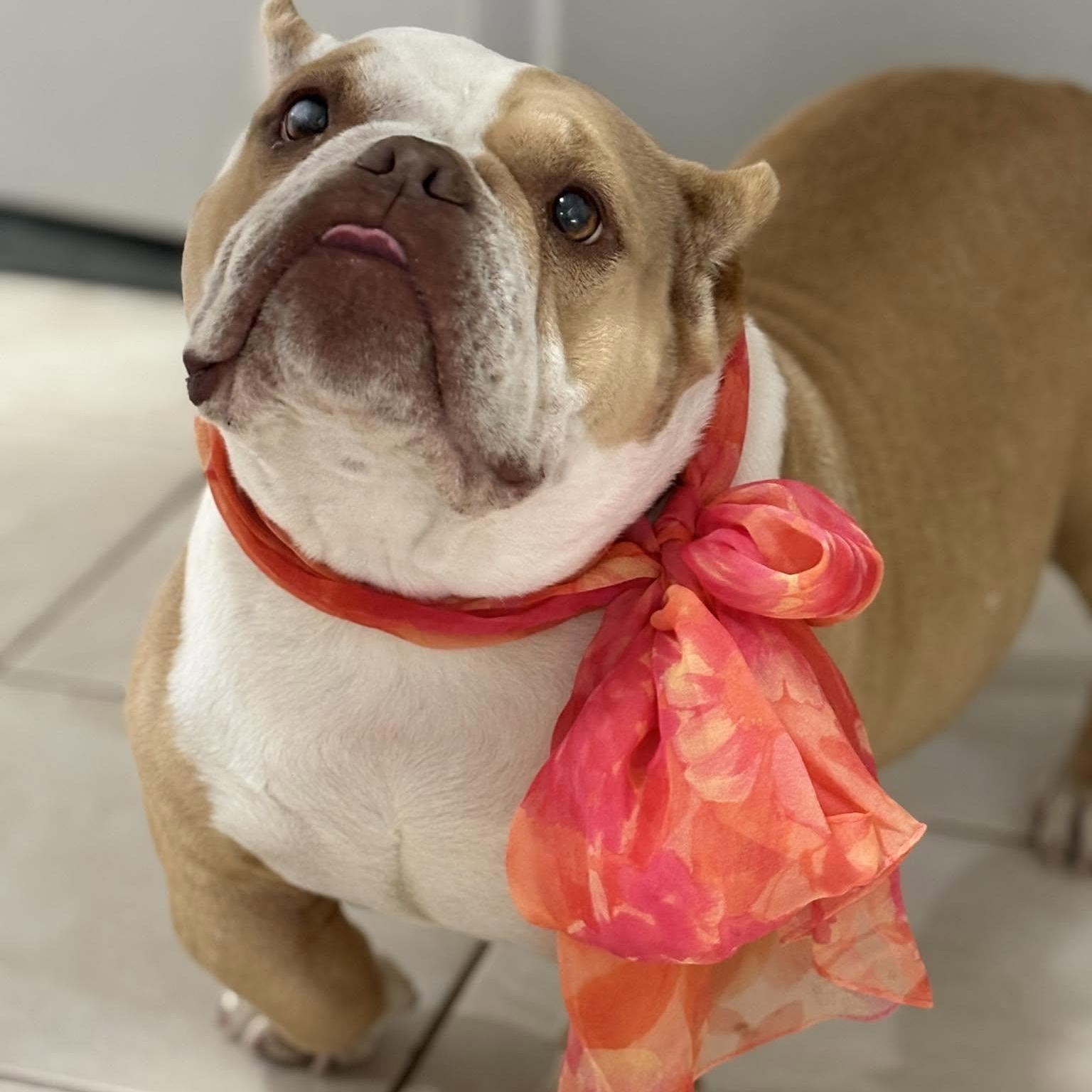 Bridget, ADOPTABLE, Adult Female Bulldog.