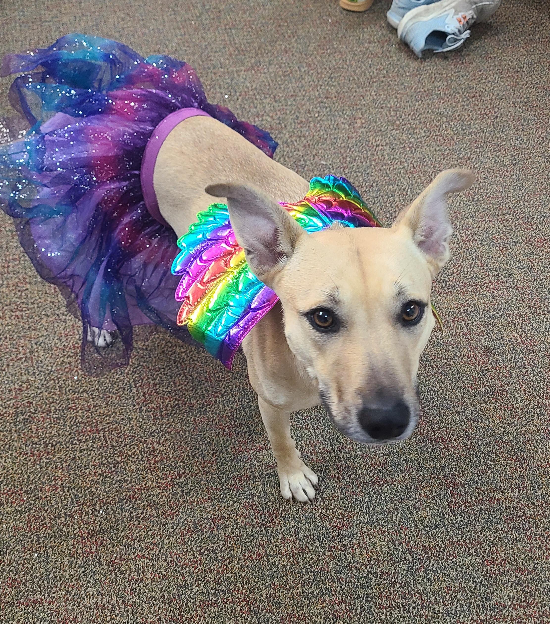 Opal, Adoptable, Young Female Carolina Dog.