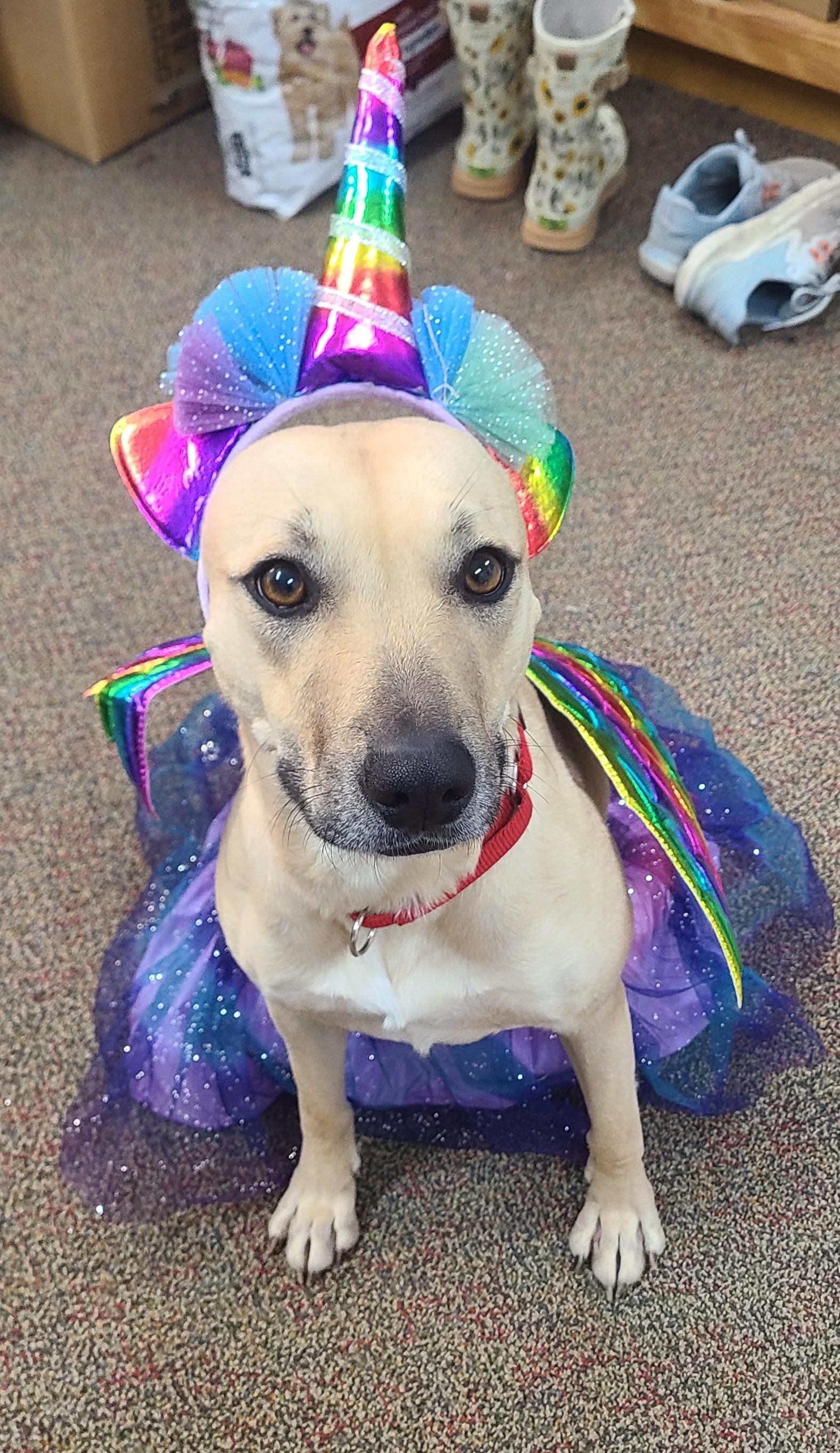 Opal, Adoptable, Young Female Carolina Dog.