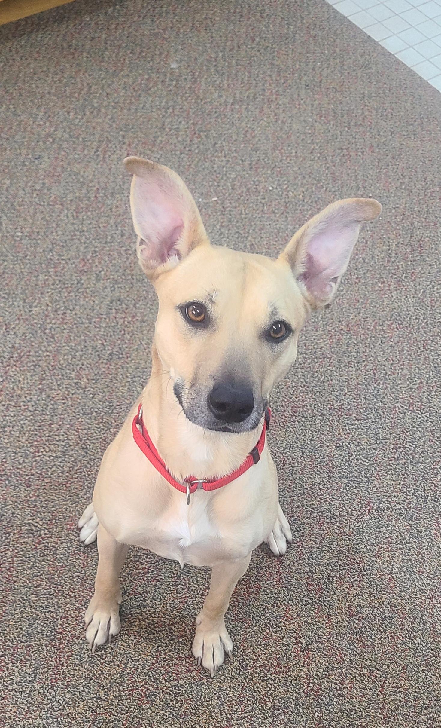 Enlarge Opal, a Adoptable Carolina Dog image 3/3