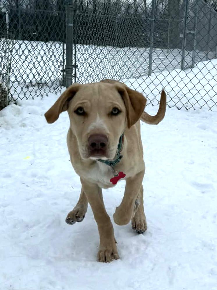 Enlarge Grady, a ADOPTABLE mixed breed in Onalaska, WI image 1/6