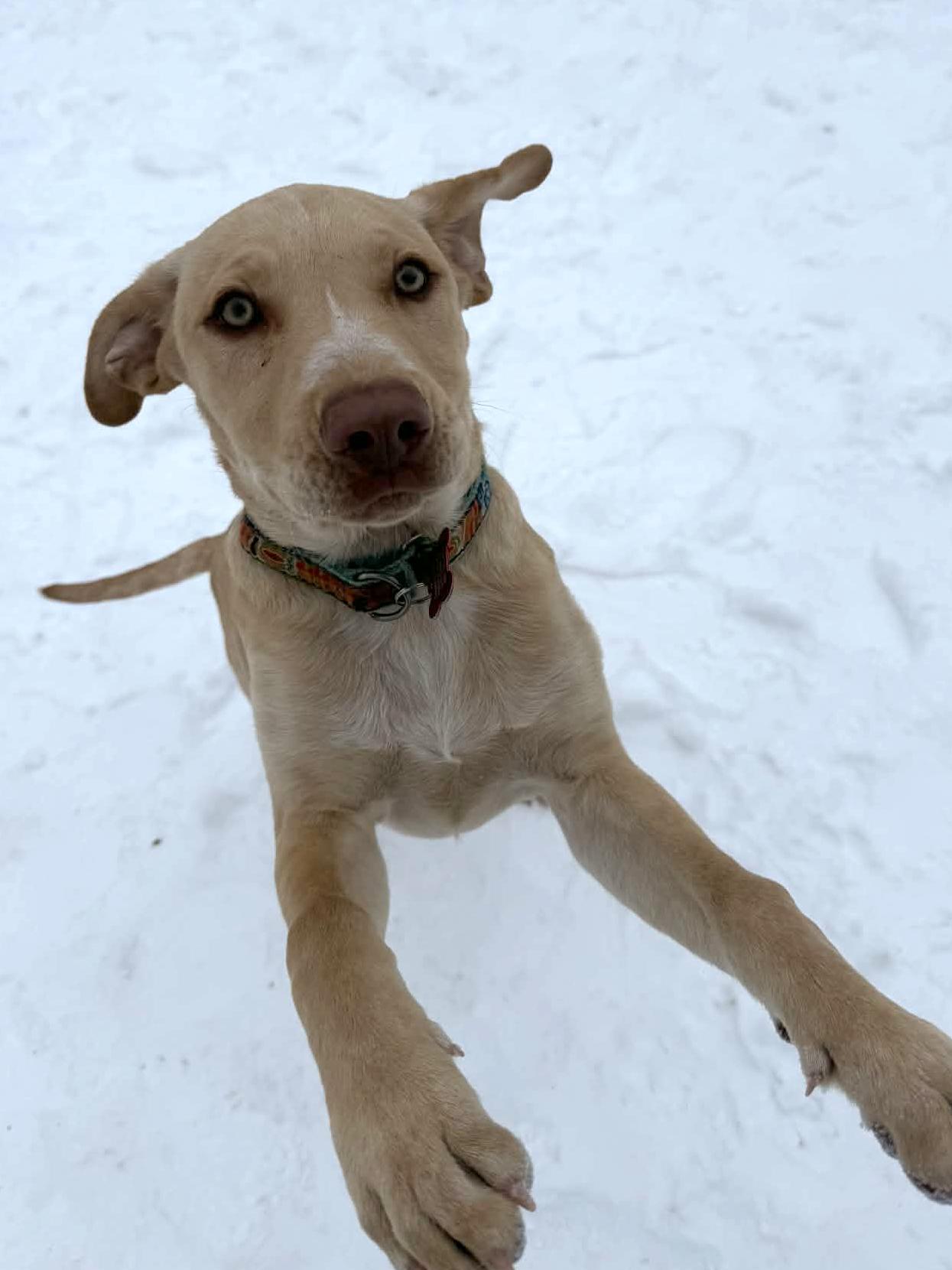 Enlarge Grady, a ADOPTABLE mixed breed in Onalaska, WI image 2/6