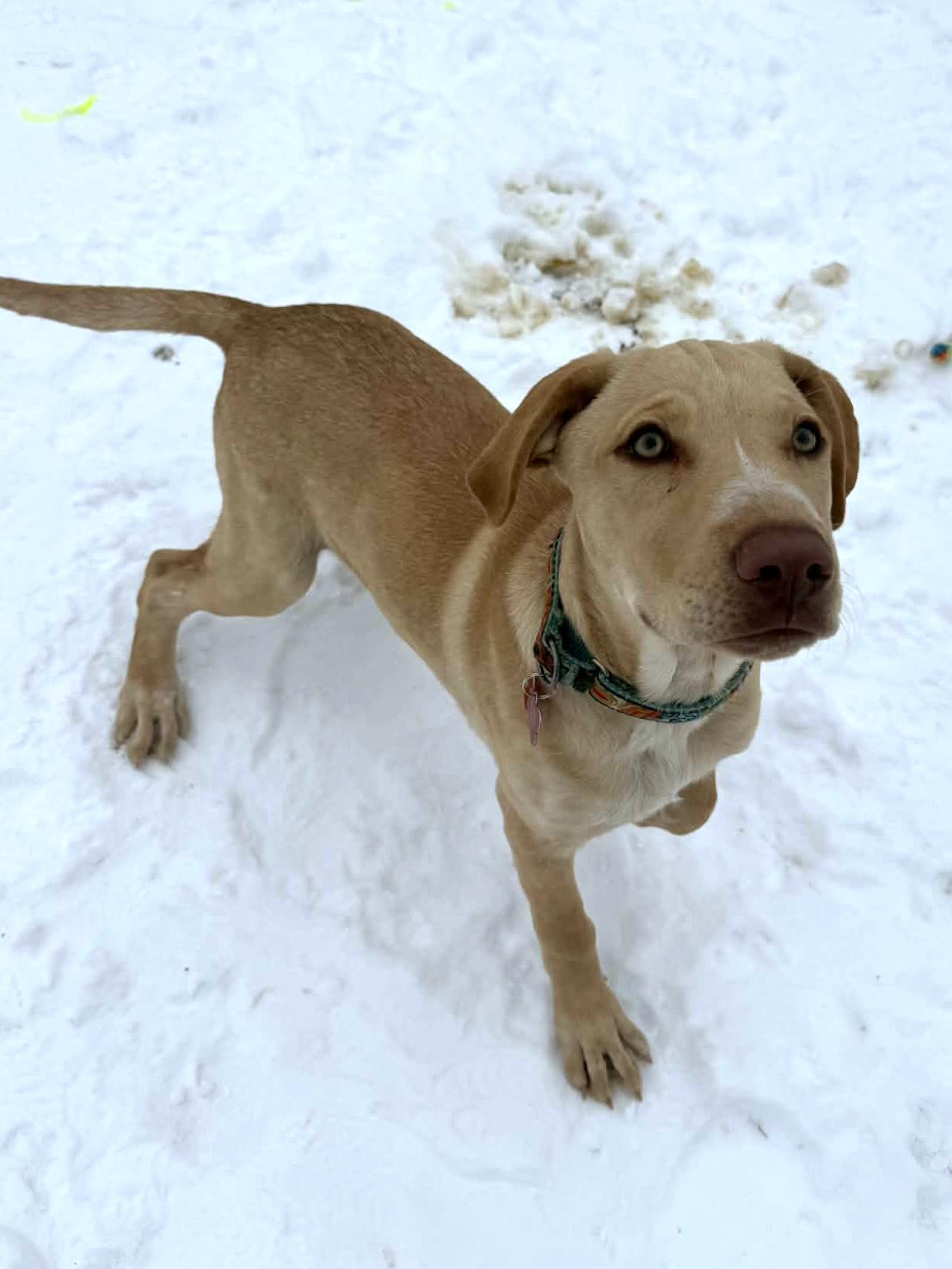 Enlarge Grady, a ADOPTABLE mixed breed in Onalaska, WI image 3/6