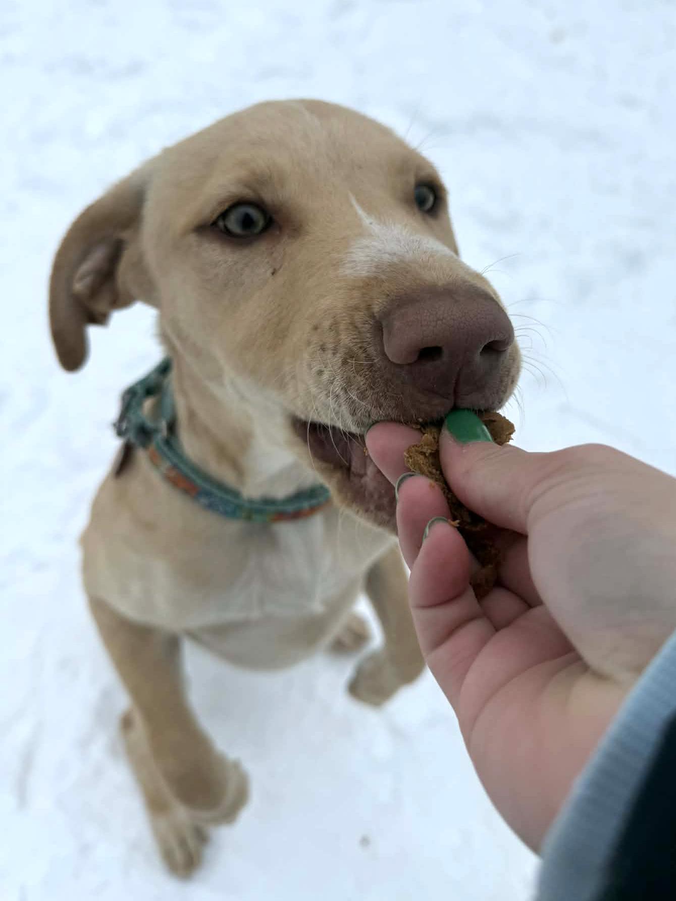 Enlarge Grady, a ADOPTABLE mixed breed in Onalaska, WI image 4/6